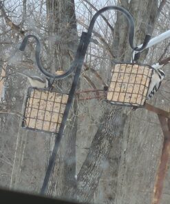 Heath Outdoor Products DD4-12 Heath Bird Suet, Yellow, 11.25 Ounce (Pack of 12) 11.00 Ounce (Pack of 12) 42 81KitErG0qL