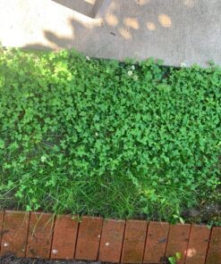 Ortho Weed B Gon Chickweed, Clover & Oxalis Killer for Lawns, 32 Oz. Ready to Spray 29 81Kk2iM7FVL