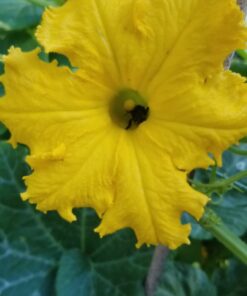 Jack's Classic Blossom Booster 10-30-20 Water Soluble Plant Food for Flowering Plants, 1.5lb 1.5 Pounds 33 81KkvOhv6kL