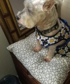 Suave Deodorant Antiperspirant Deodorant Stick 48-hour Odor and Wetness Protection Sweet Pea Violet Deodorant for Women, 2.6 Ounce (Pack of 2) 42 81KmRG45gZL