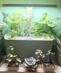 Seed Needs, Edible Wildflower Seed Packet Collection (7 Varieties of Flower Seed for Planting) Non-GMO & Untreated - Includes Viola, Pansies, Chives, Borage, Calendula, Nasturtium and Bee Balm 39 81Kn4VwKvDL