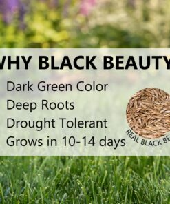 Jonathan Green (12005) Black Beauty Sun & Shade Grass Seed - Cool Season Lawn Seed (7 lb) 7 lb 16 81Kv5zxrTPL