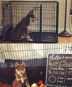 MidWest Homes for Pets Large Dog Crate | MidWest Life Stages Double Door Folding Metal Crate | Divider Panel, Floor Protecting Feet, Leak-Proof Pan | 42L x 28W x 31H Inches For Large Dog Breed 42.0"L x 28.0"W x 30.0"H Lifestages; Double Door 58 81KvM46oJyL