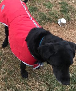 Zack & Zoey Nor'Easter Blanket Coat, X-Large, Red 1 51 81Kwo3l s L 1