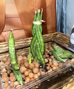 Expanded Clay Pebbles LECA Grow Media for Plants, Orchids, DWC Hydroponics, Aquaponics, Aquaculture Garden Soil Additive Conditioner Amendment Ceramsite Aggregate Cz Garden 2 LBS Cz Expanded Clay Pebbles 58 81L q0DsQDL