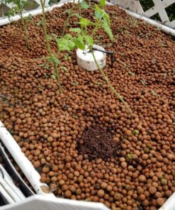 Uncle Jim's Worm Farm 2000 Count Red Wiggler Worms 29 81L0UX3B gL