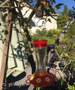 Skinny Ant Moat with Guard for Hummingbird Feeders - Gets Rid of Ants Fast in Nectar Feeder. All Natural & No Chemicals Needed. 41 81L0iab2fL