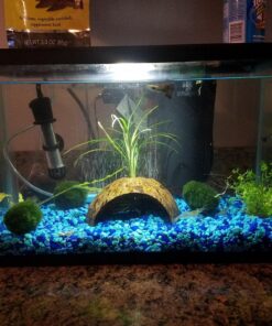 SunGrow Coconut Aquarium Shrimp Cave, Small Fish Tank Aquarium Decorations Accessories, Comfortable Shelter and Breeding Area for Crustaceans, Fish Hideout Aquarium Décor for Spawning 27 81L0sPVRaL