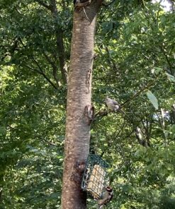 Alternative view of Heath Outdoor Products S-1-8 Single Hanging Suet Feeder , Green 1