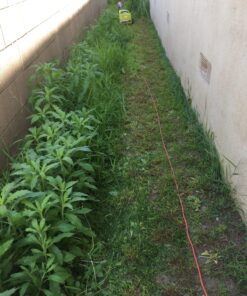 Sun Joe MJ401E 14-Inch 12-Amp Electric Lawn Mower w/Collapsible Handle for Storage, 3-Position Height Control, 10.6-Gallon Bag, Green Original Version 67 81L8iA2TwTL