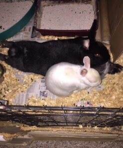 Kaytee Premium Potty Training Critter Litter for Pet Ferrets, Rabbits & Other Small Animals, 8 lb 26 81L8iQTqkcL 2