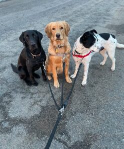 Heavy Duty 3 Dog Leash No Tangle Multiple Dog Leash Triple Dog Leash(30-200 Lbs) Double Dog Leash for 2 Dogs,360°Swivel 3 Way Dog Leash Interchangeable Two Dog Leash with Hand-Protected Handle L / For 20LBs - 150LBs Dogs Black 36 81LBPylEmfL