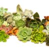 Succulent Rosette Cutting Pack- Brighten Up Your Garden with A Wide Variety of Healthy Rosette Succulent Plants Ready to Be Rooted by Jiimz (25 Pack) 25 Pack 17 81LD5whSNkL