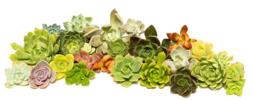 Succulent Rosette Cutting Pack- Brighten Up Your Garden with A Wide Variety of Healthy Rosette Succulent Plants Ready to Be Rooted by Jiimz (25 Pack) 25 Pack