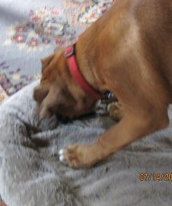 Pawstruck Natural Cow Hooves for Dogs - Made in The USA Long Lasting Beef Hoof Dental Treat Chews - No Artificial Preservatives - 10 Count - Packaging May Vary 38 81LE0IKJmFL