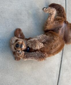 Dog Shock Collar with Flashing Light for Night Walks,Dog Training Collar with Adjustable Pitch Beep,Vibration,Shock and Keypad Lock,Dog Training Collar with Remote 4000FT,Shock Collar Dog 40 81LE2xSfymL