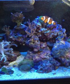 Chemi-Clean - 2 g 2g 58 81LIU2etYL