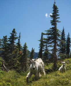 Canon EF-M 11-22mm f/4-5.6 STM Lens 27 81LMsAFsrZL