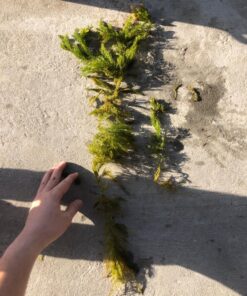 Microsorum Java Fern and Hornwort | Easy Low Light Aquarium Plants 32 81LNAhhDojL