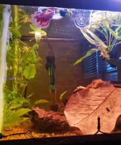 SunGrow Betta Leaves, 8”, 10 Pcs Beneficial Large Catappa Indian Almond Leaves for Overall Development in Fish Tank Aquarium, Water Conditioner Leaves Lower pH Large (8", 10 pack) 30 81LTwamGEL