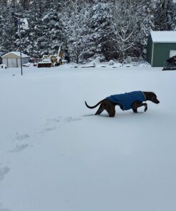 Kurgo Loft Dog Jacket, Reversible Dog Coat, Wear with Harness or Sweater, Water Resistant, Reflective, Winter Coat For Medium Dogs (Coastal Blue, M) Coastal Blue/Orange 51 81LU4FZN6eL