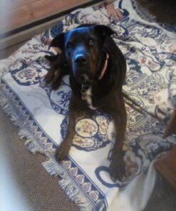 Vet Classics Pain Plus Extra Strength Health Supplement for Dogs - 120 Chewable Tablets 17 81LUjYkufEL