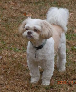 The Amazing Afterlife of Animals: Messages and Signs From Our Pets On The Other Side 14 81LUmqSpPsL