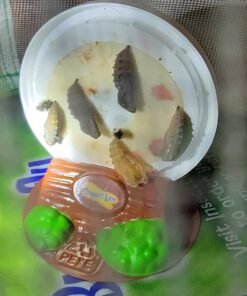 Painted Lady Butterfly Kit - Habitat, STEM Journal, & Voucher for Chrysalis Log & Caterpillars - Grow Your Own Butterfly Kit 36 81LexzrLMiL
