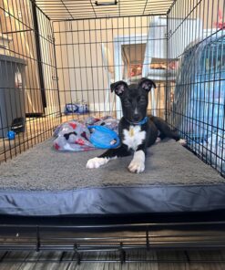 MidWest Homes for Pets Newly Enhanced Single Door iCrate Dog Crate, Includes Leak-Proof Pan, Floor Protecting Feet, Divider Panel & New Patented Features 41 81Lh2s5gKrL 2