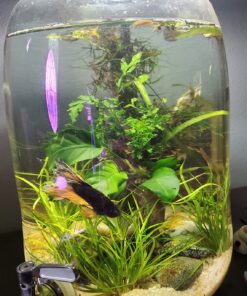 Bolbitis Difformis Baby Leaf Fern Potted Live Aquarium Plants for Freshwater Fish Tank by Greenpro 37 81LslO72rBL