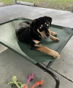 Coolaroo Gale Pacific The Original Cooling Elevated Dog Bed, Indoor and Outdoor, Large, Brunswick Green, 51.00" x 31.50" x 8.00" 51.0"L x 31.5"W x 8.0"Th 39 81LwWkGzRkL