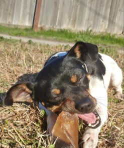 Pawstruck Natural Cow Hooves for Dogs - Made in The USA Long Lasting Beef Hoof Dental Treat Chews - No Artificial Preservatives - 10 Count - Packaging May Vary 48 81M24RL71XL