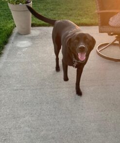 Eukanuba Adult Large Breed Dry Dog Food, 30 lb 30 Pound (Pack of 1) 47 81M9YnfVIxL