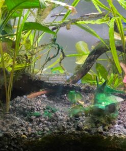 Chemi-Clean - 2 g 2g 55 81MB6RjN4XL