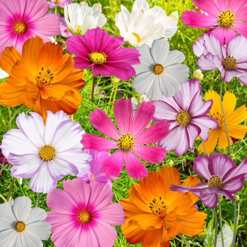 Seed Needs, Large 2.1 Ounce Package of 7,000+ Crazy Mix Cosmos Seed Mixture for Planting (Cosmos Bipinnatus Butterfly Attracting Cosmos Mixture) 10+ Varieties Open Pollinated - Bulk Large Pack (7,000 Seeds)