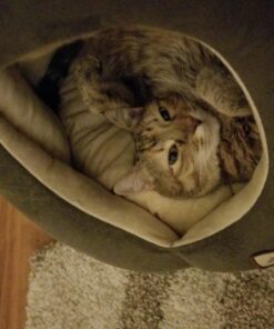 Armarkat Cat Bed, Laurel Green and Beige 50 81MEhpDxpaL