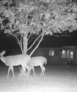 Bushnell Trophy Cam Trail Camera, Brown 16 megapixels 50 81MFqze8qL