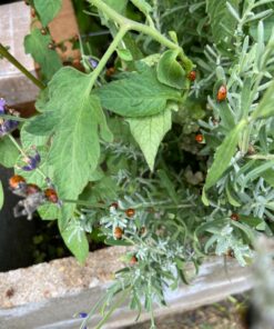 Bazos 1500 Live Ladybugs - Good Bugs - Ladybugs - Ladybugs for Garden - Guaranteed Live Delivery (1500) 23 81MLdvuegcL