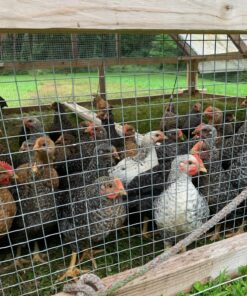 Hatortempt 10lbs Bulk Dried Mealworms - Premium Non-GMO Organic Chicken Feed, Nutritious High Protein Meal Worms- Food and Treats for Laying Hens, Wild Birds, Ducks, Reptiles, Fish, Hedgehogs, Turtles 10 Pound (Pack of 1) 36 81MNqsbiMML