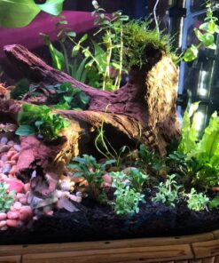 Staurogyne Repens Tissue Cultured - Foreground Aquarium Plant 44 81MQteaUEjL