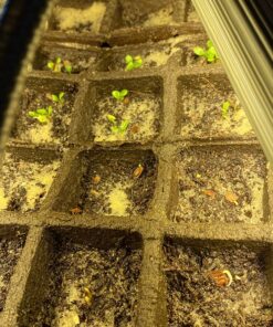 Seed Needs, Milkweed Seed Packet Collection to Attract Monarch Butterflies (6 Individual Seed Varieties to Plant) Heirloom & Untreated Seeds 6 Pack 40 81MRBGEIdCL