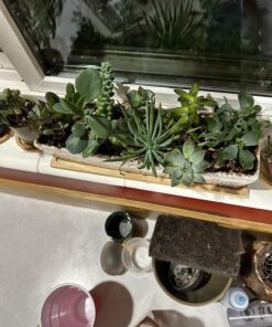 FATPLANTS 10 Living Succulent Cuttings 46 81MSZ rKNL
