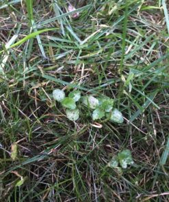 Ortho Weed B Gon Chickweed, Clover & Oxalis Killer for Lawns, 32 Oz. Ready to Spray 23 81MSnWW9s8L