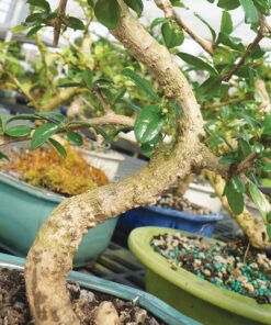 Alternative view of Brussel's Live Fukien Tea Indoor Bonsai Tree - 6 Years Old; 6" to 10" Tall with Decorative Container CERAMIC POT SMALL