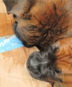 Pawstruck Natural Cow Hooves for Dogs - Made in The USA Long Lasting Beef Hoof Dental Treat Chews - No Artificial Preservatives - 10 Count - Packaging May Vary 39 81MVv75CmdL