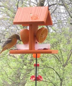 Songbird Essentials Bird Berry Jelly 20 Oz Purple 24 81MWXaKZQEL