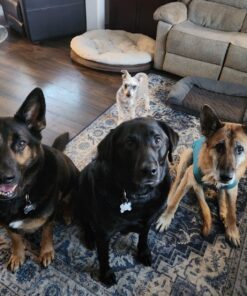 Hill's Science Diet Dry Dog Food, Large Breed Adult 6+ Senior, Chicken, Barley & Rice Recipe, 33 lb. Bag 33 Pound (Pack of 1) 25 81MXdzVuzyL