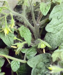 AeroGarden Red Heirloom Cherry Tomato Seed Pod Kit for AeroGarden Hydroponic Indoor Garden, 6-Pod 46 81MY3lB4UNL