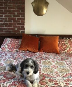 SmartBones Mini Dog Chews, Rawhide Free Chews For Dogs, Made With Real Chicken and Vegetables, 24 Count Mini Chews 30 81MYpUFMIYL