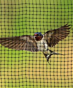 ASPECTEK Bird Net for Gardens and Crops (6.56 x 20 feet) 23 81MbFBXH83L